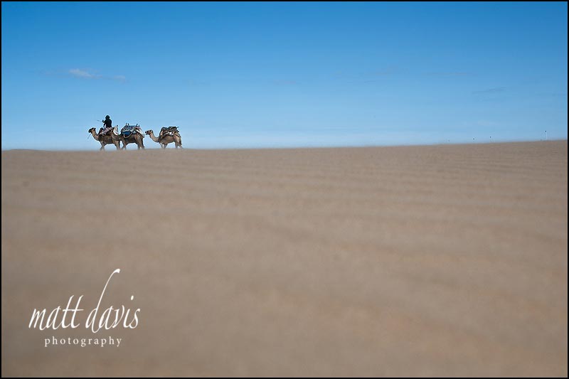 Camels walking on the beach at Essaouira in Morocco
